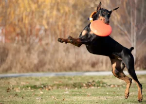 13 Things To Know About A Doberman Pinscher