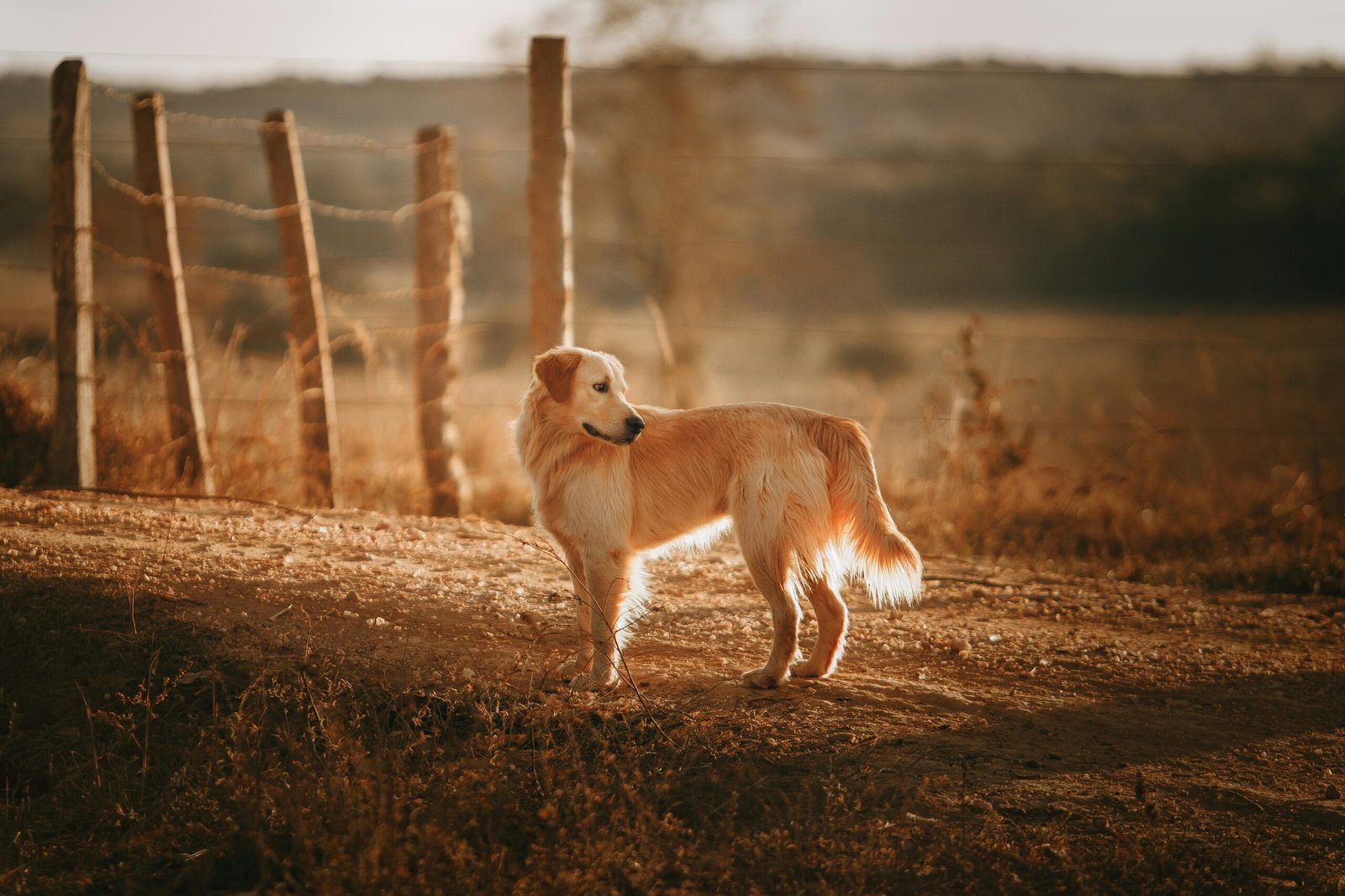The Playful Golden Retriever