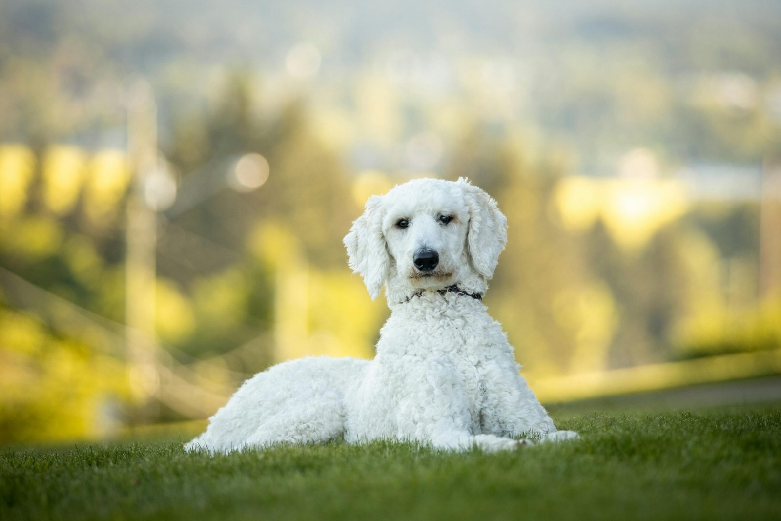 The Elegant Poodle