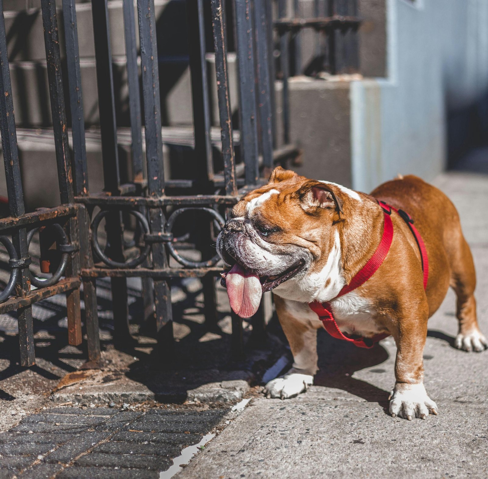 The Friendly Bulldog