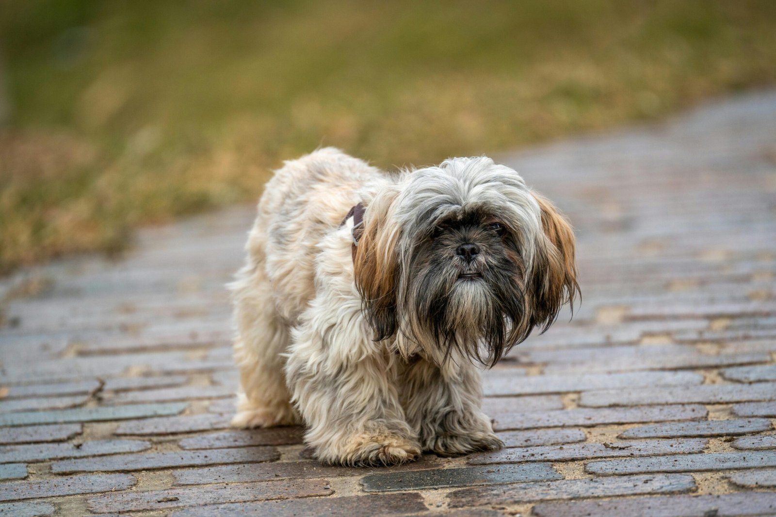 The Endearing Shih Tzu