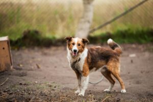 10 Things Your Dog Wishes You Knew About How They Feel