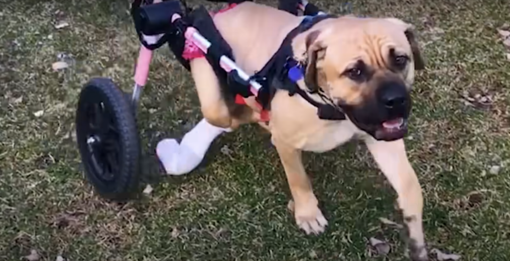 Dog With Two Legs