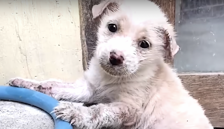 Puppy