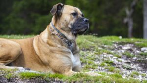 Facts About English Mastiff that Make it an Incredible Dog