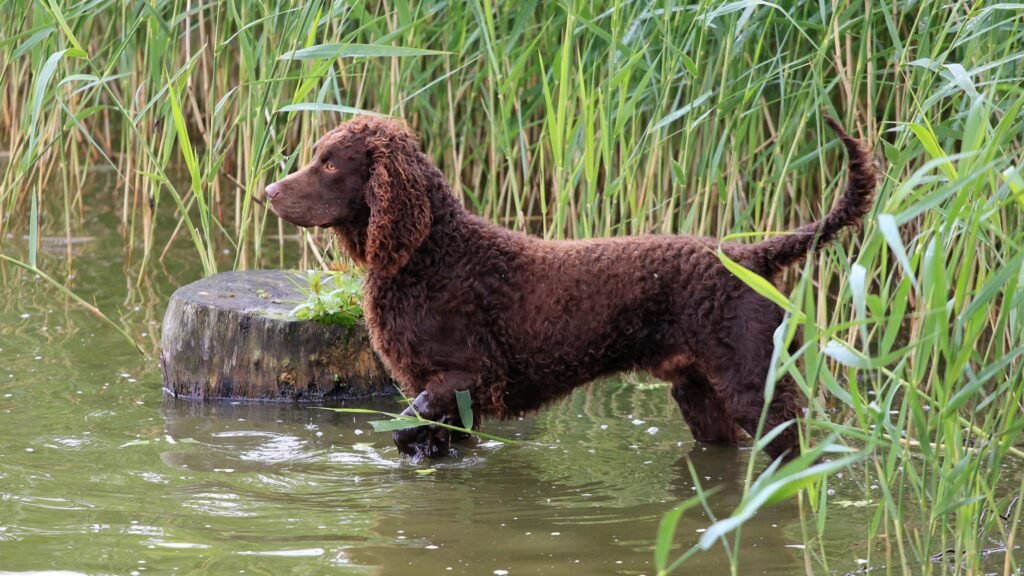 American Water Spaniel: The Versatile Water Expert