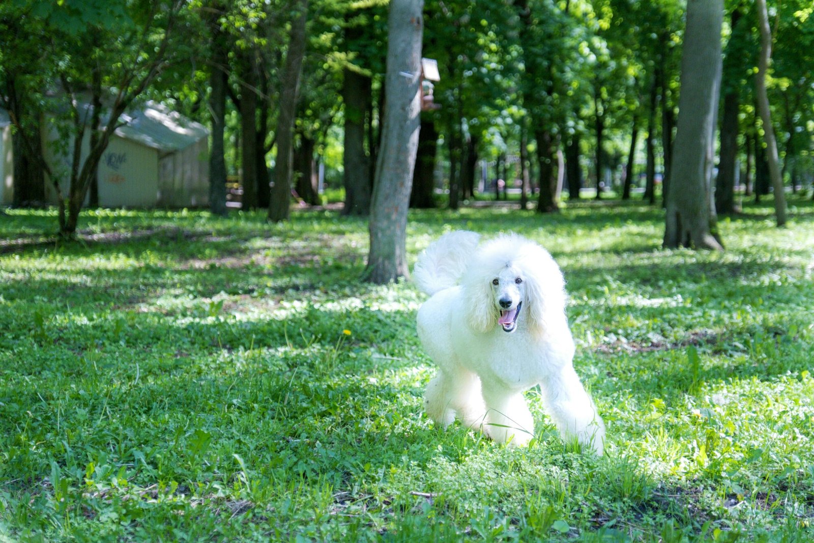 Poodle: The Intelligent Peacekeeper