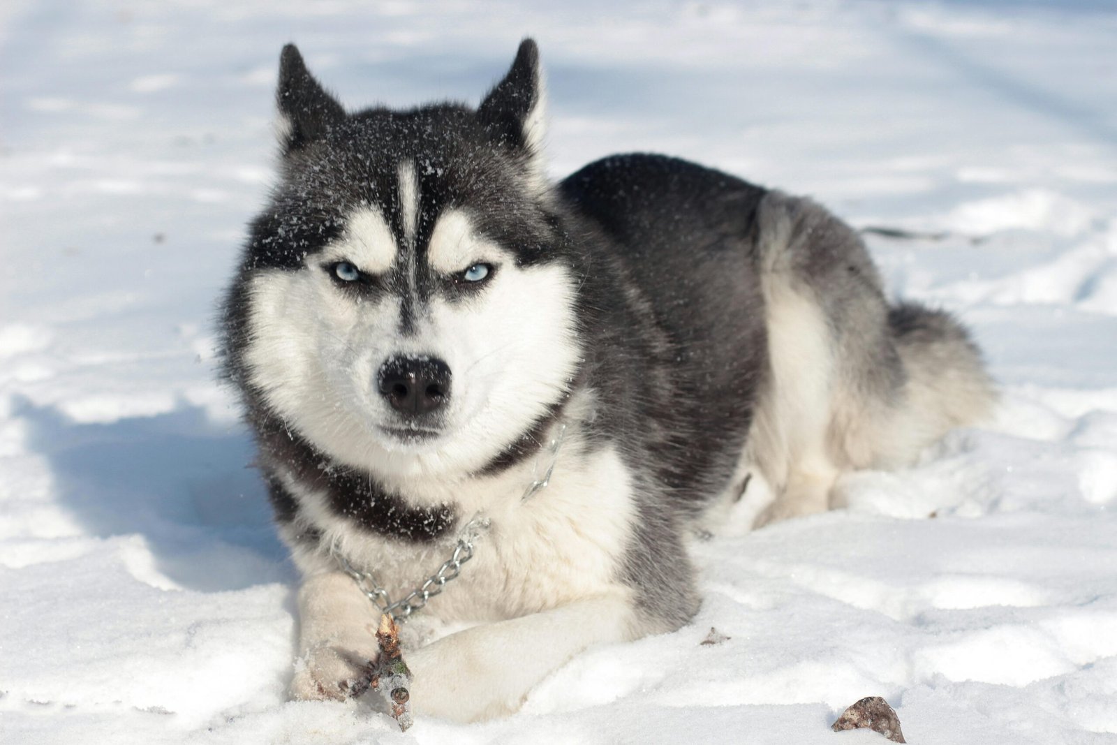 Siberian Husky: The High-Energy Chaser