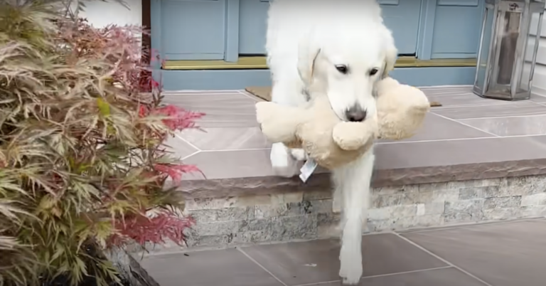 Dog's Favorite Teddy Bear