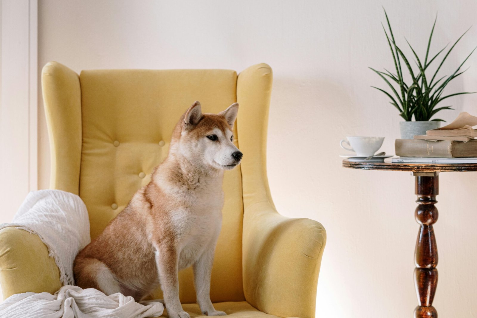 The Independent Shiba Inu