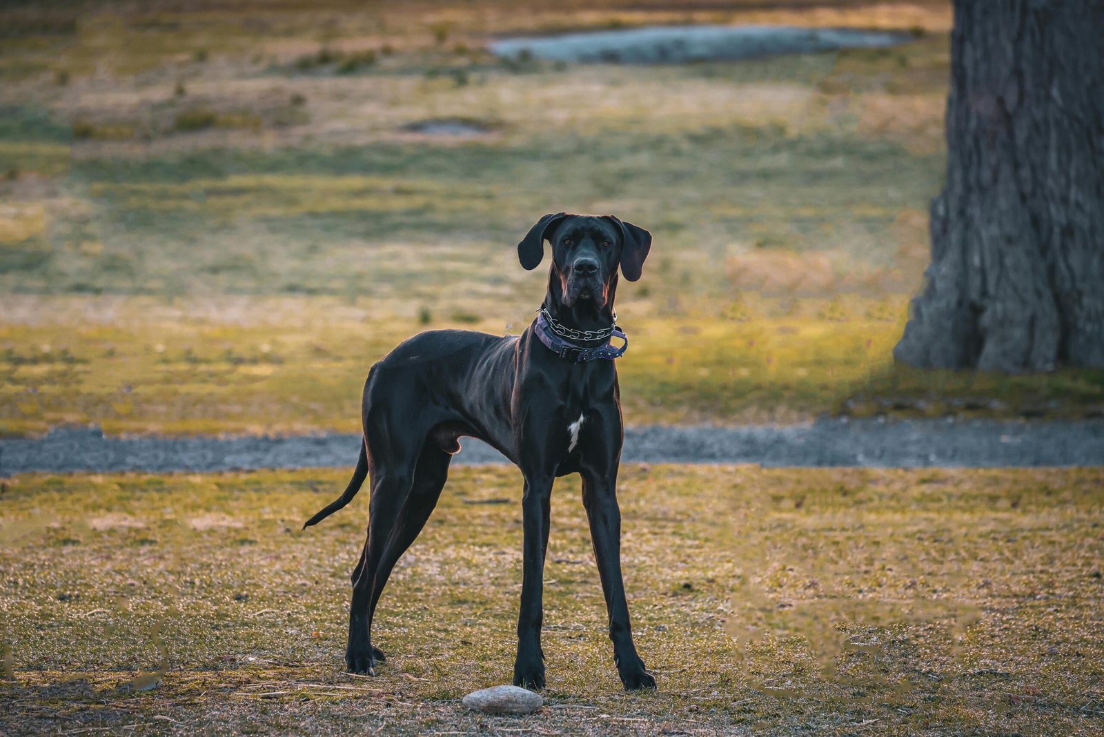 The Gentle Giant Great Dane