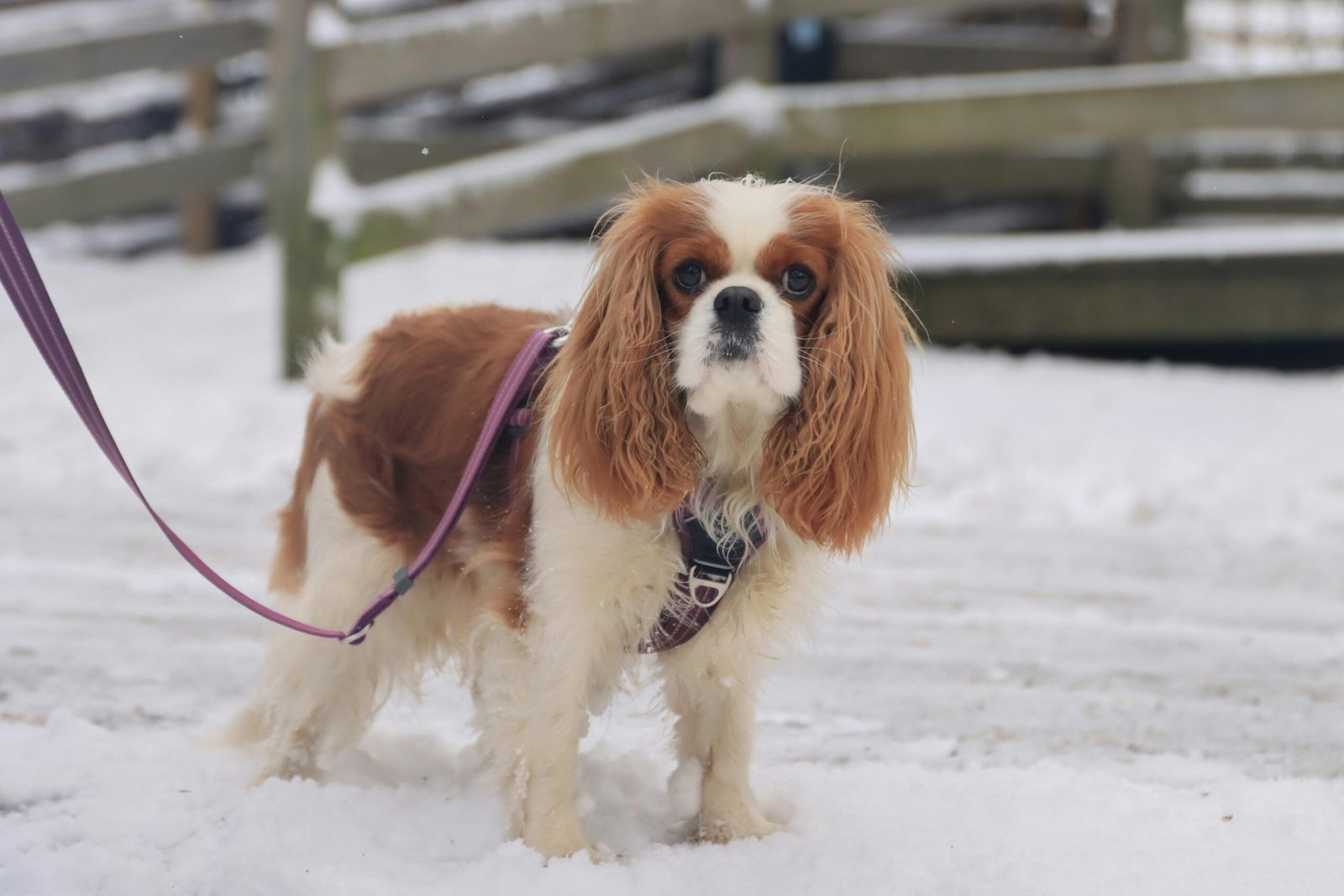 The Affectionate Cavalier King Charles Spaniel