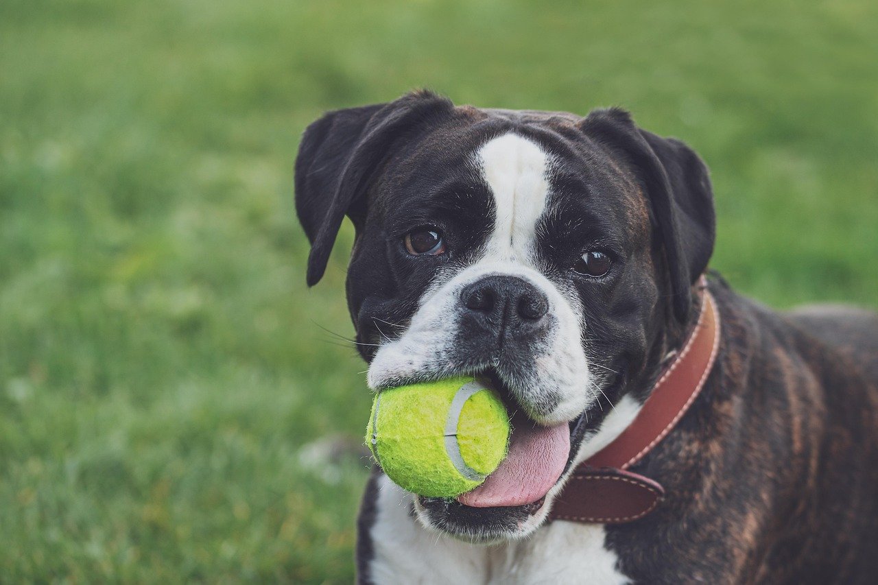 The Lively Boxer
