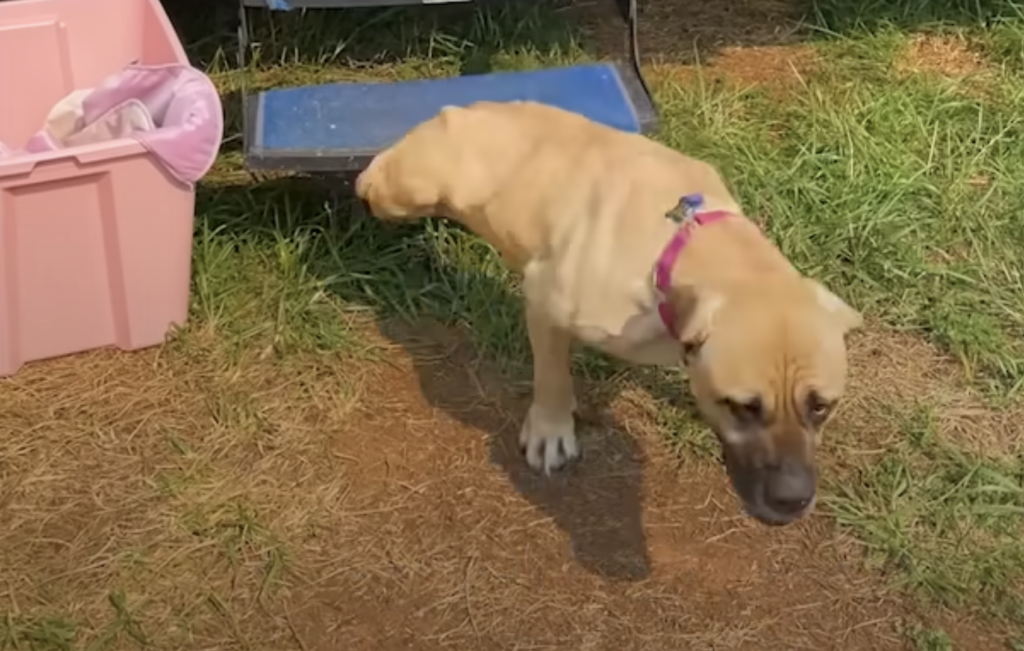 Dog With Two Legs
