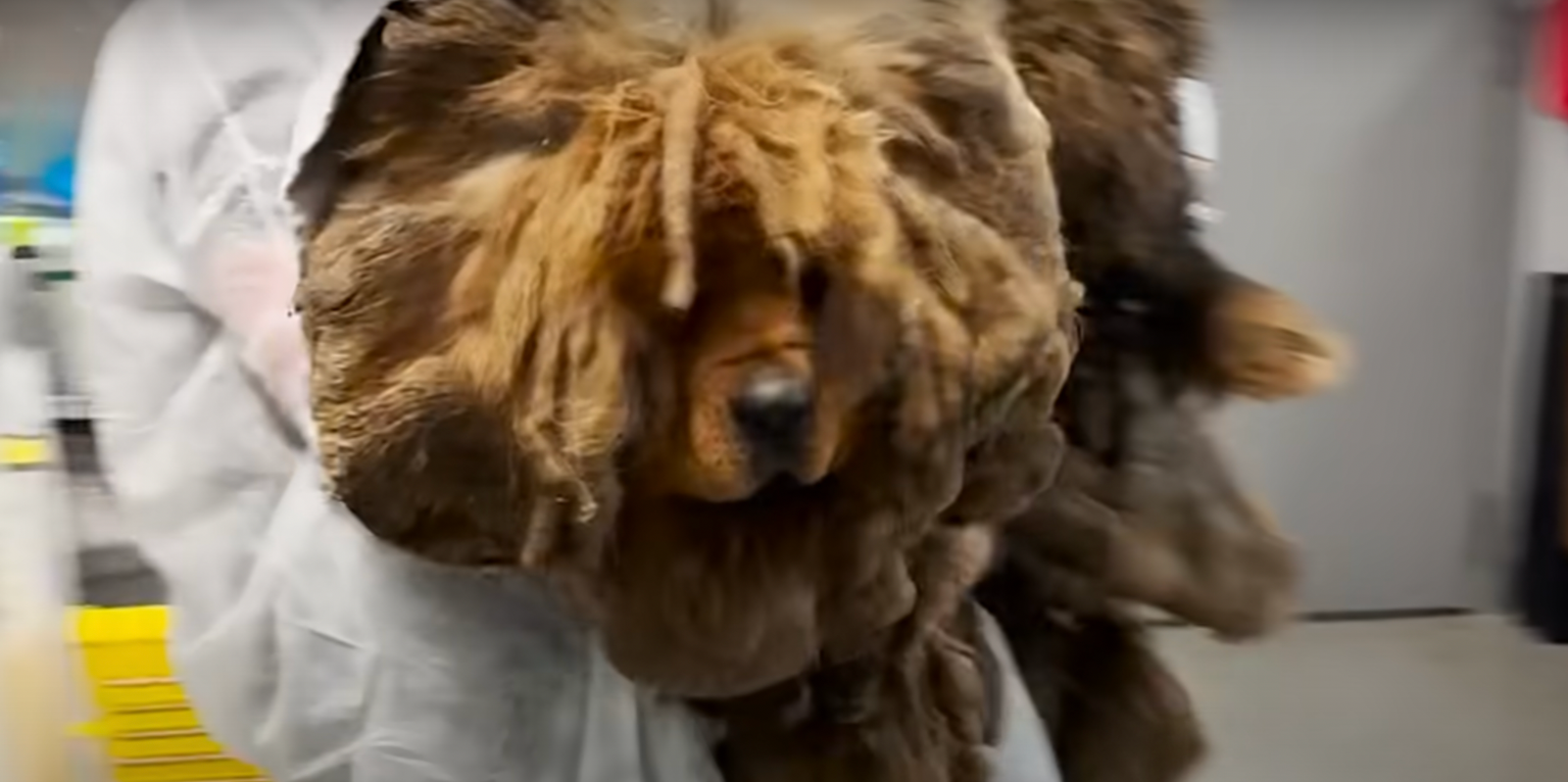 Matted Dog Rescued From Busy Intersection