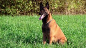 10 Reasons Why a Belgian Malinois is Not Meant for Everyone