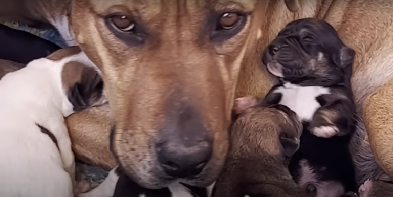 Mama Dog