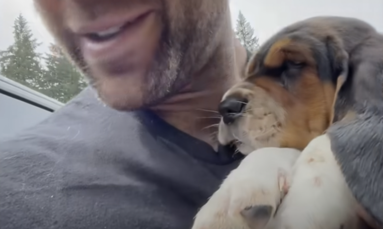 Puppy