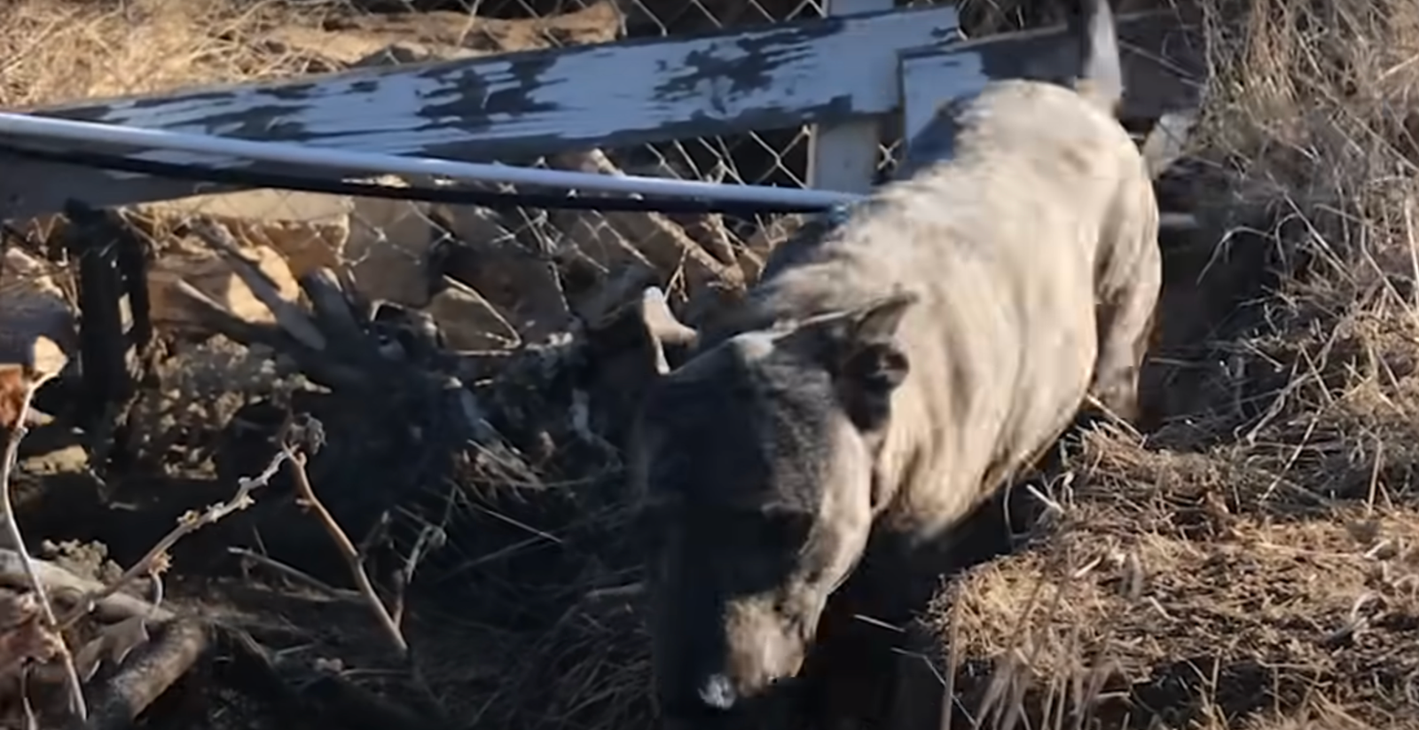 Dog Sneaks Into Neighbours Garden And Finds Her Own Way Home