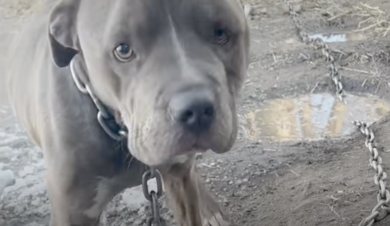 Pittie