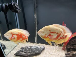 10 Tips on Maintaining Your Aquarium for Oscar Fish