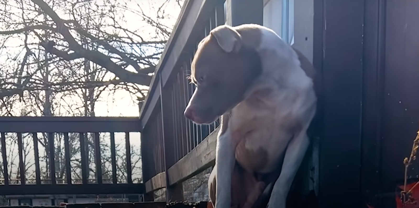 Scared And Lost Pittie Doesn’t Know Help Has Arrived
