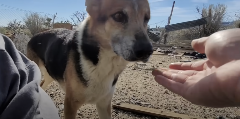 Desert Dog