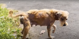 Stray Dog