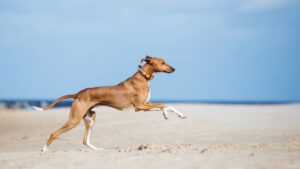 12 Things to Know About the Exotic Azwakh Dog