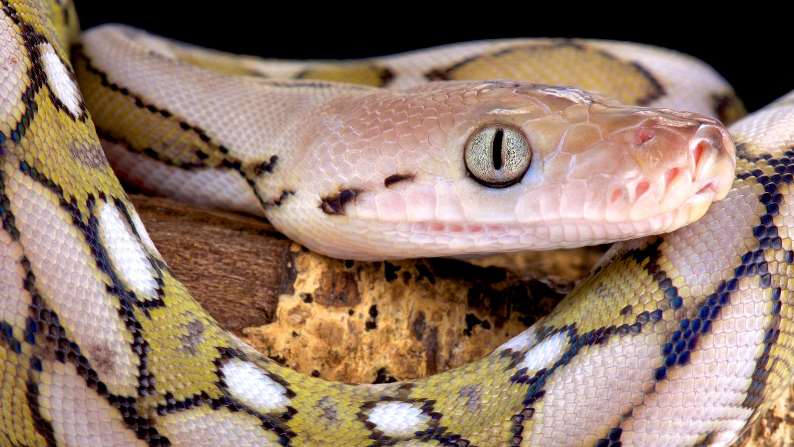 Understanding Shedding Process