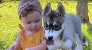 Husky
