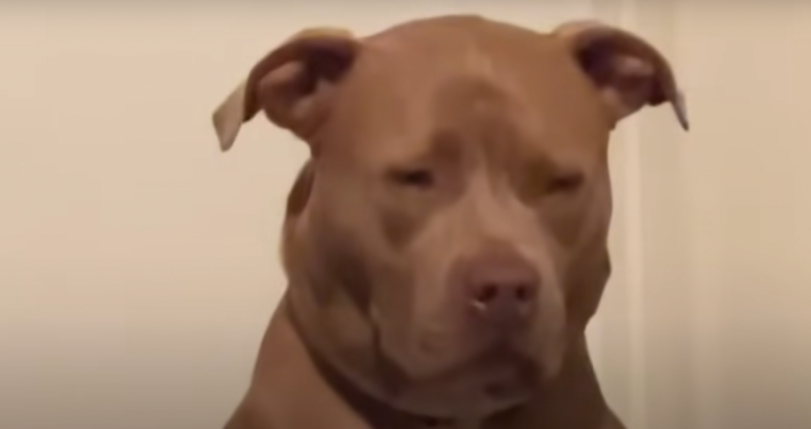 Pittie Wants Nothing to Do With Foster Puppy At First