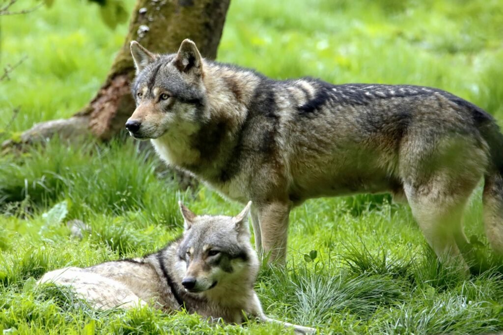 Two grey wolves in a vibrant green forest setting, showcasing wildlife in nature.