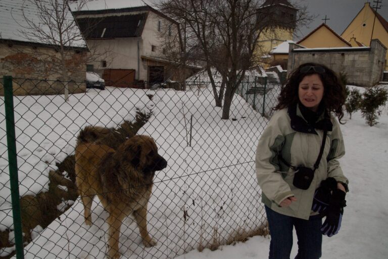 10 Signs That You Might Not Be a Dog Person