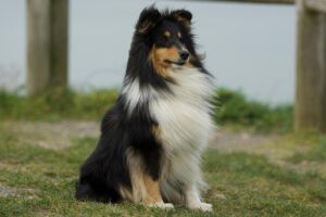 10 Dog Breeds that Characterize the Smart and Curious Personality in Dogs