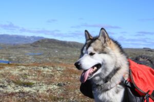 15 Large Dog Breeds that are Just Adorable Babies at Heart