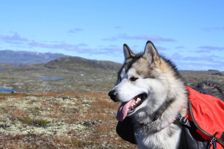 15 Large Dog Breeds that are Just Adorable Babies at Heart