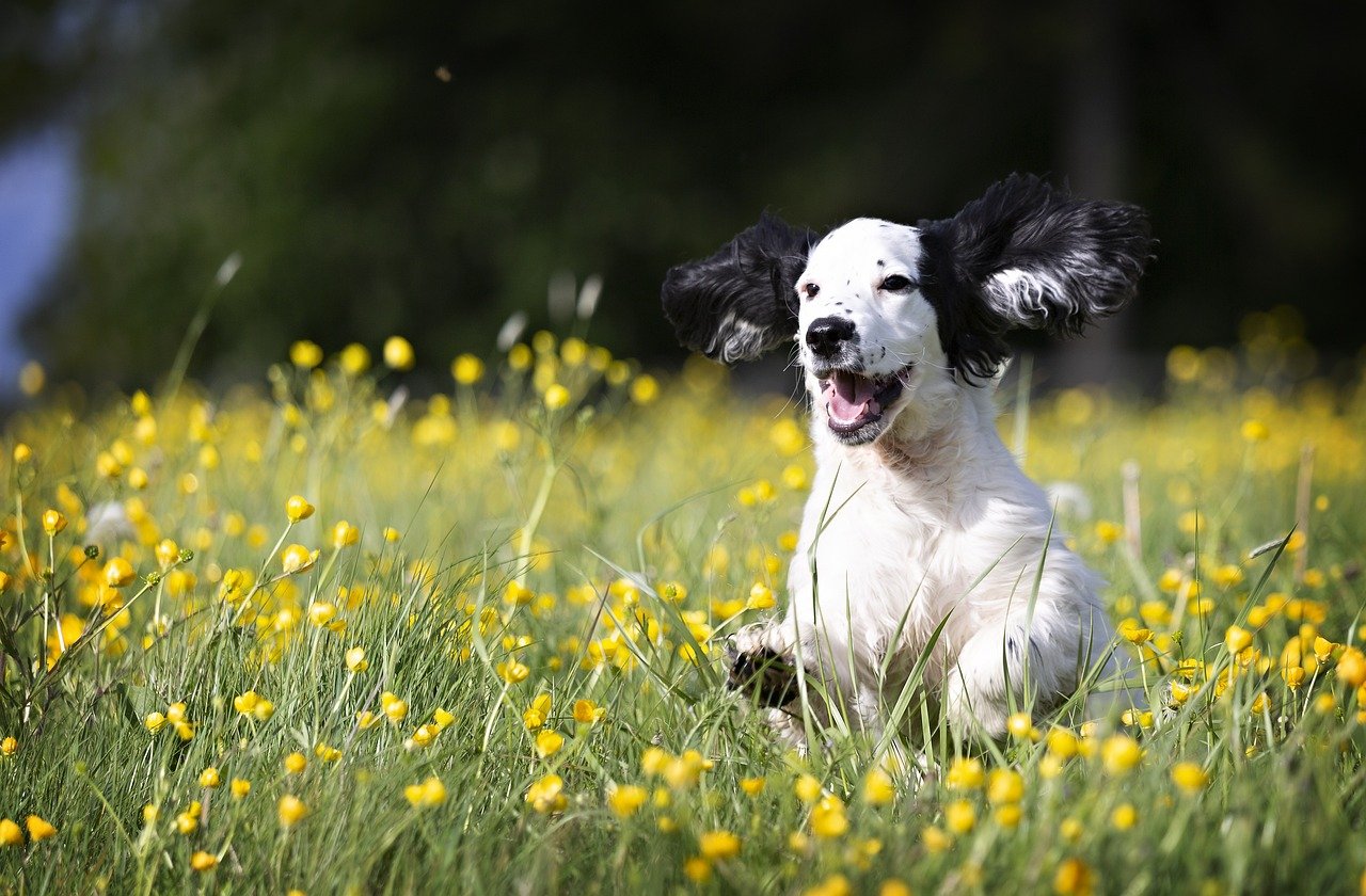 Boosting Confidence in Puppies (image credits: pixabay)