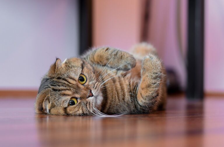 13 Friendliest Cat Breeds You Can Snuggle With