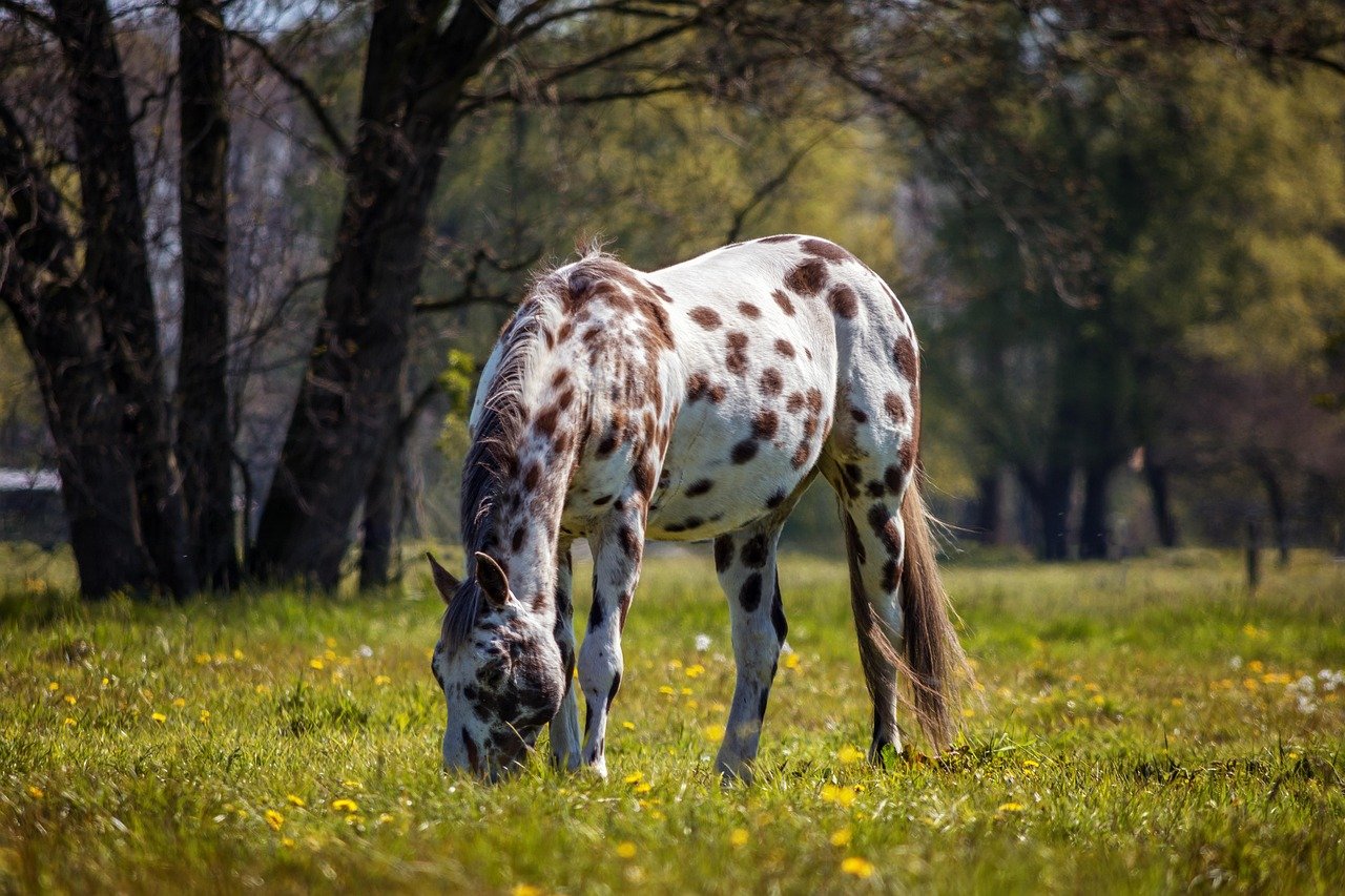 Appaloosa Horse (image credits: pixabay)