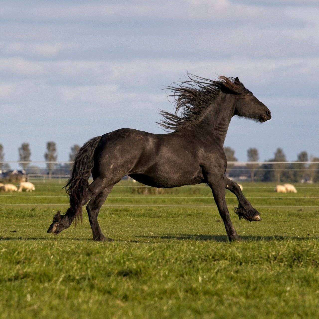 Friesian Horse (image credits: pixabay)
