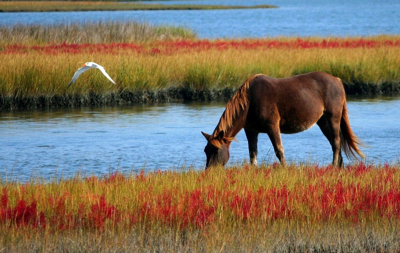 Hanoverian Horse (image credits: pixabay)