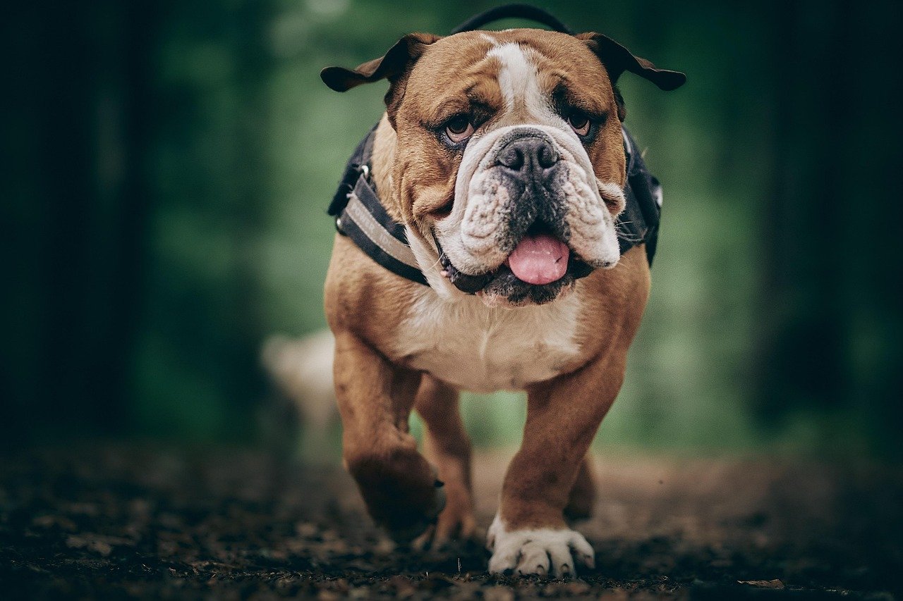 English Bulldog (image credits: pixabay)