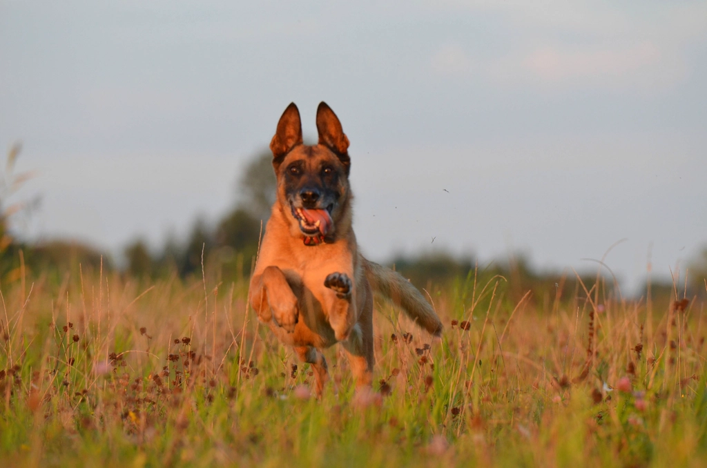 Belgian Malinois (image credits: rawpixel)