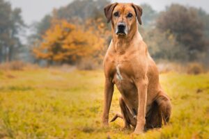 10 Dog Breeds that Characterize the Territorial Tough Guy (or Gal) Personality in Dogs