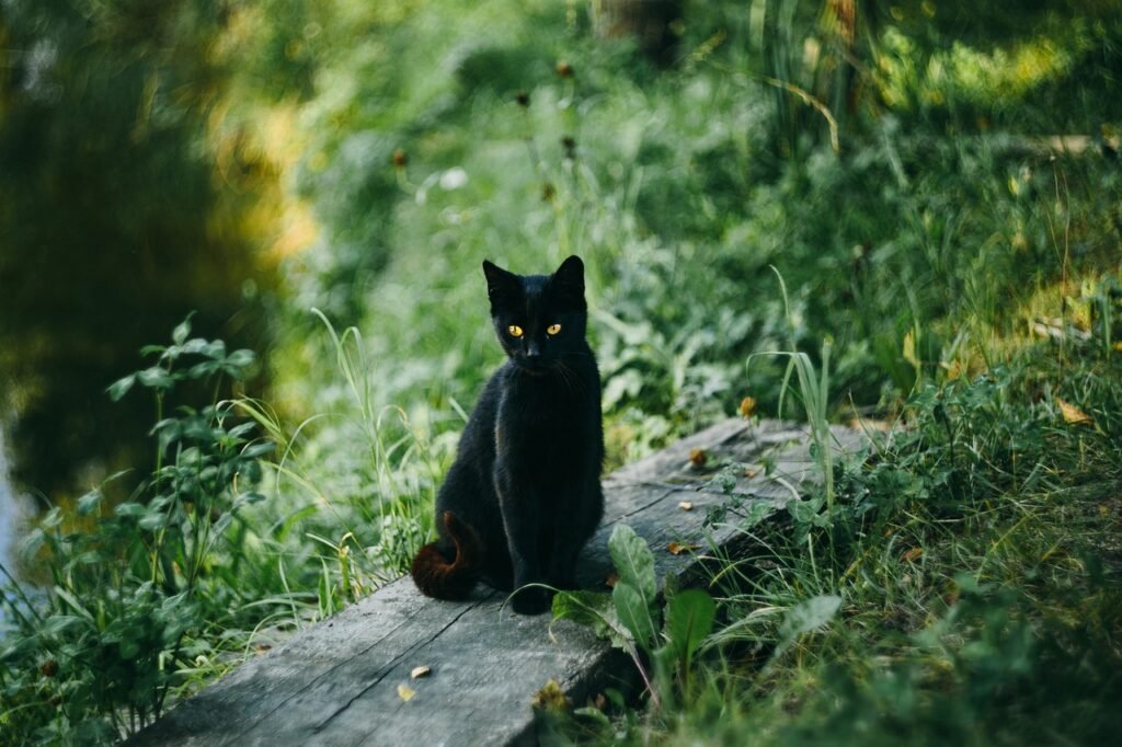 The Role of Black Cats in Literature and Media