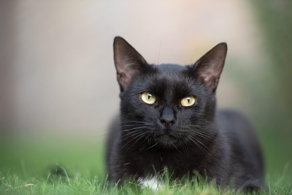 Scientific Perspective: The Genetics of Black Cats