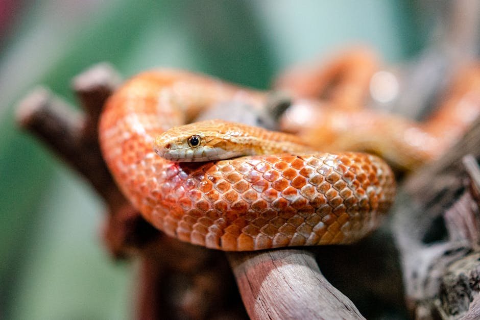 2. Corn Snake: The Colorful Companion (image credits: pexels)
