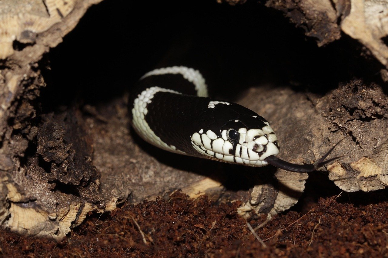3. California Kingsnake: The Easygoing Explorer (image credits: pixabay)