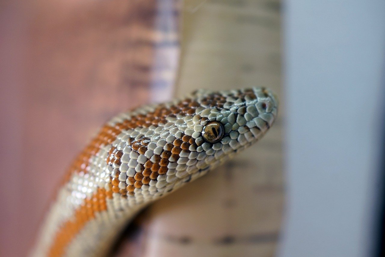 4. Rosy Boa: The Gentle Curl (image credits: pixabay)